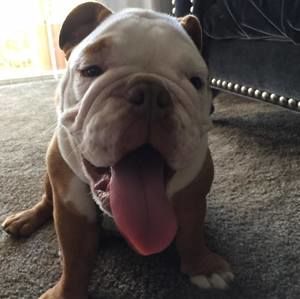 Meet your Posher, Marlen